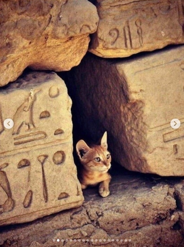 В Древнем Египте кошка была не просто домашним животны...
