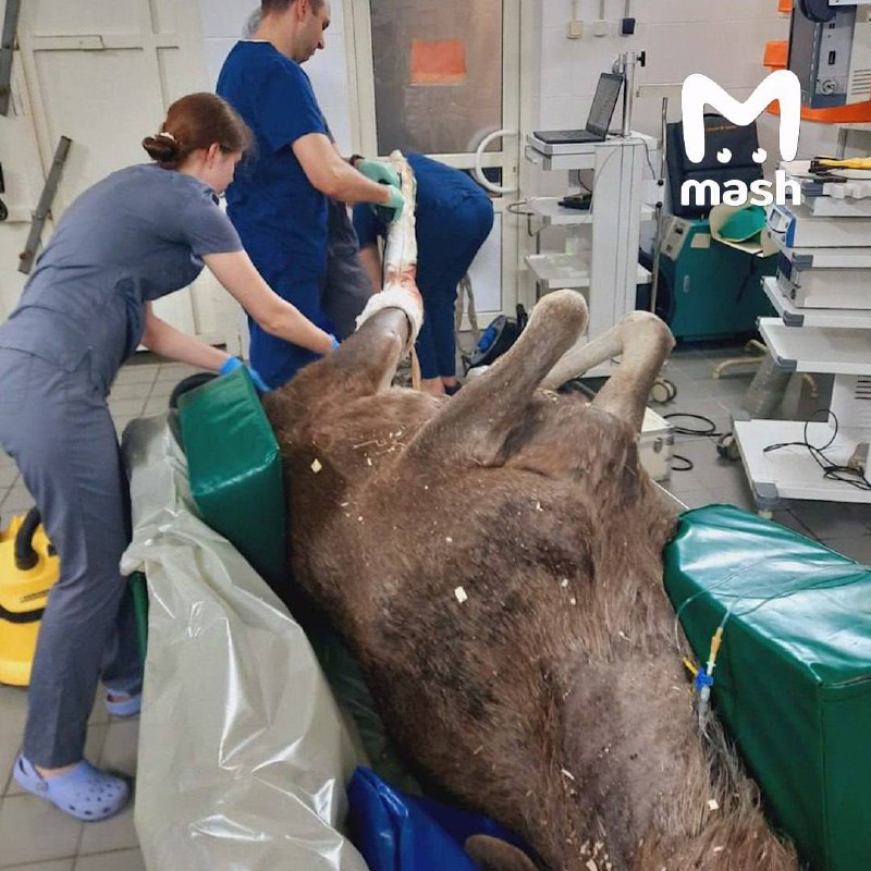 😣 Лосёнок, пострадавший в ДТП под Истрой, не пережил операцию — сердце не справилось с нагрузкой пос