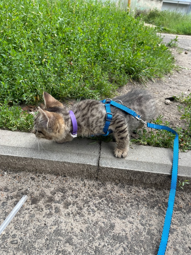 🫶🏻Отдам кота в ответственные , заботливые руки 🐈
Лю?...