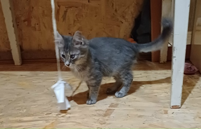 Ищем дом и любящих хозяев котику.Был подобран на улице ...