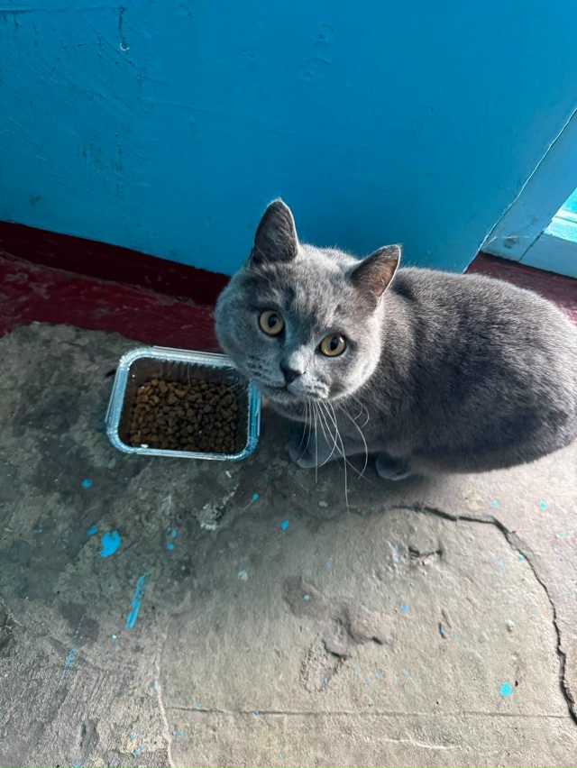 Никто не терял котика? Котик находится по адресу: Побед...