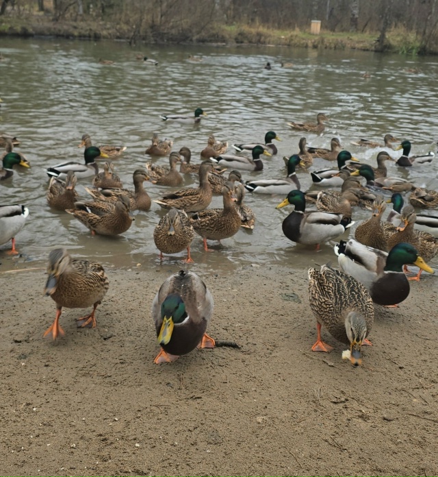 Уточки на пруду в Балатовском парке. Фото Love Yawa