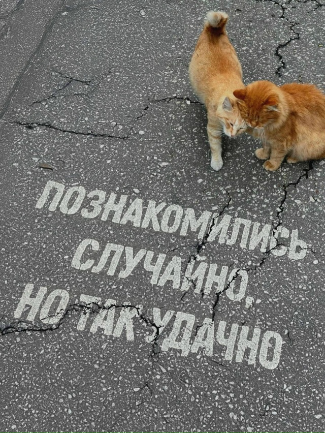 Советы от котиков