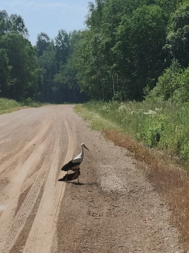 ?Пережил мощный удар во время автогонок: В Псковской ?...