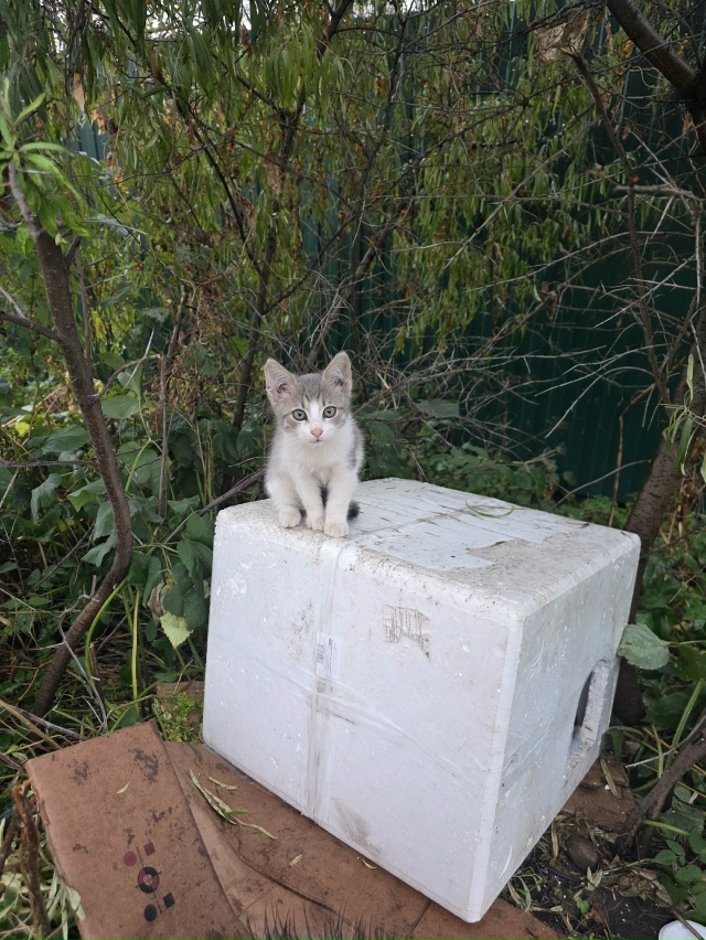 Возле пятиэтажного дома на Февральской 40
живут трое ма...