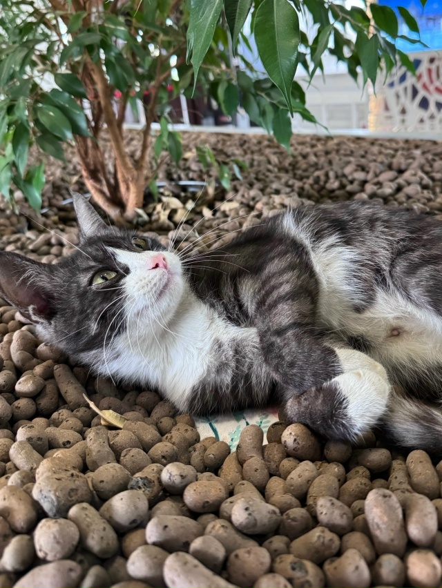 Ищем старых или новых хозяев!
Появилась несколько дней...