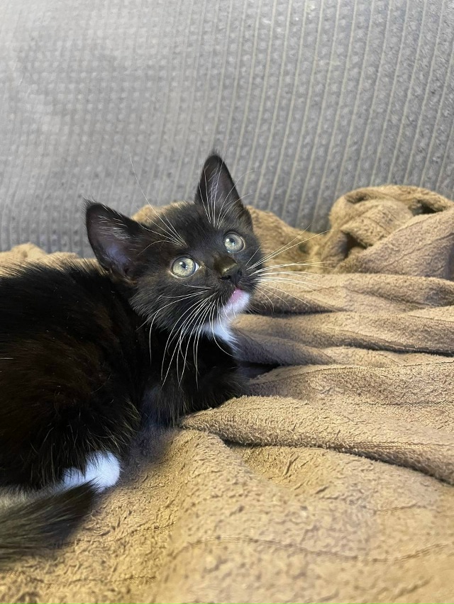 Котятки в добрые руки!очень активные и ручные ❤️
Ищут ...
