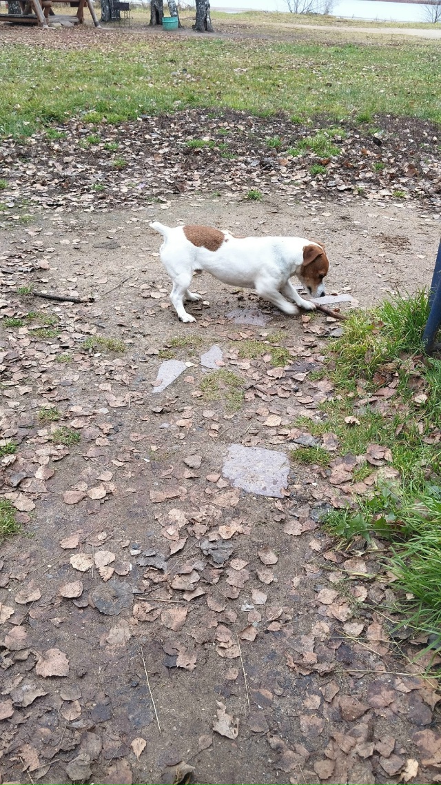 Чья собака?
С 10:00ч бегает по территории Бухты Южной.