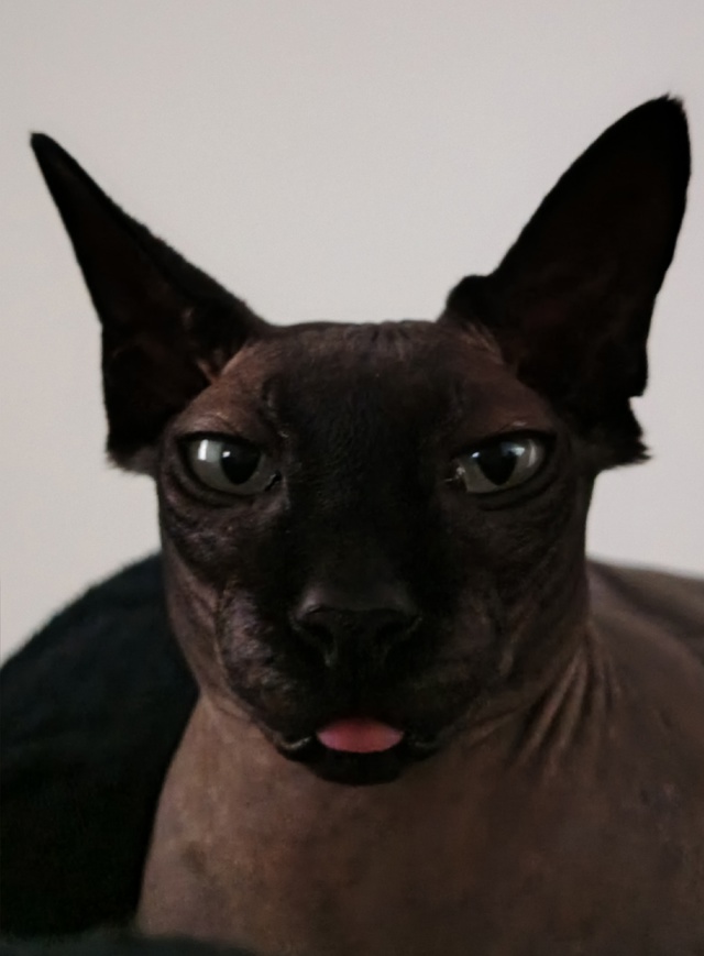 Аха ищет коннект