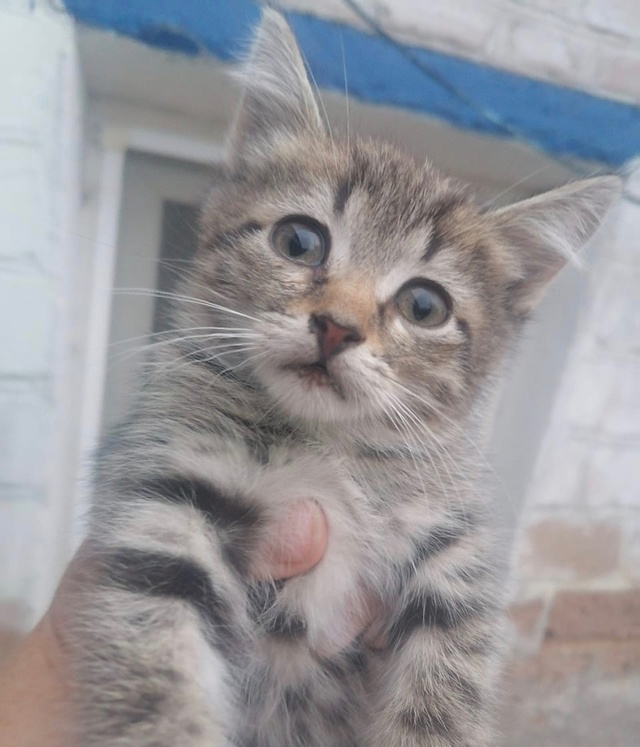 отдам котят, девочка и мальчик, игривые
8 (901) 112-35-24
ано?...