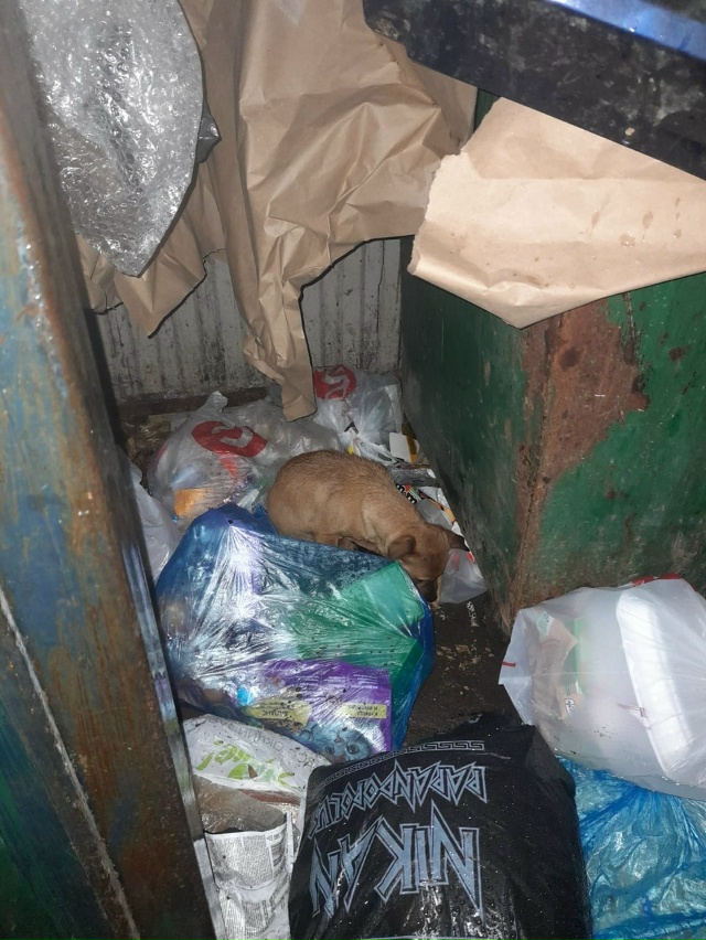 Кто выкинул щенка? Находится на мусорке в сетях ближе к...