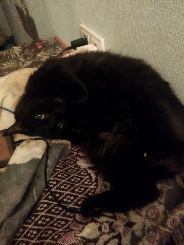 Сейлим
Играет в котёнка