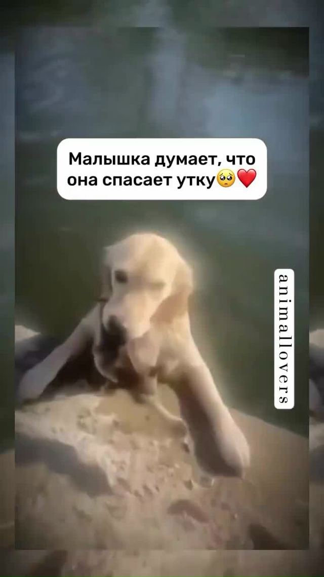 Какая же прелесть)