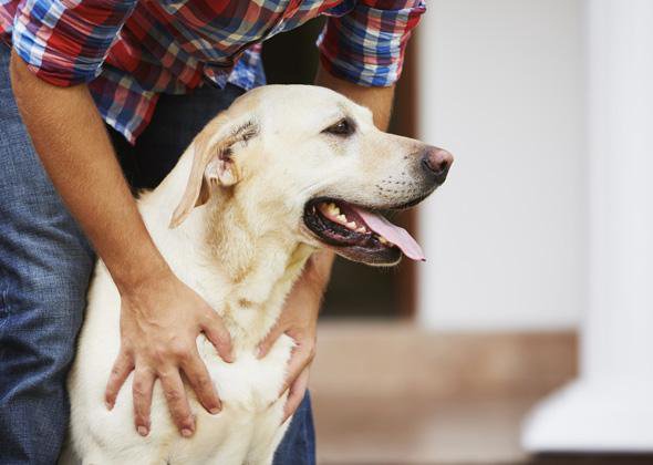 ▌ ? Учёные доказали: ваш стресс передается вашей соба...