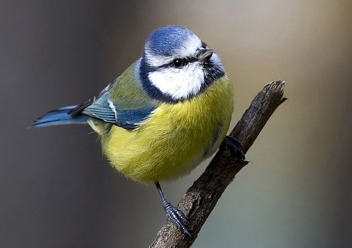 Если есть возможность подкормите птиц! (но не хлебом❗ч...