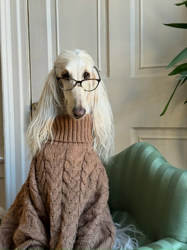 Собака с длинной шелковой шерстью и аристократичным в?...