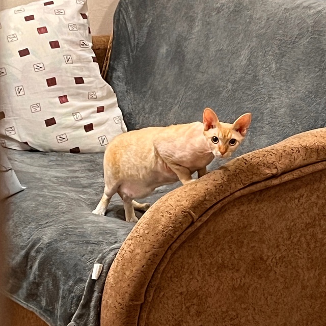 Моя Сыра , Сырок . В прошлой семье была Багирой .
Взяли п...