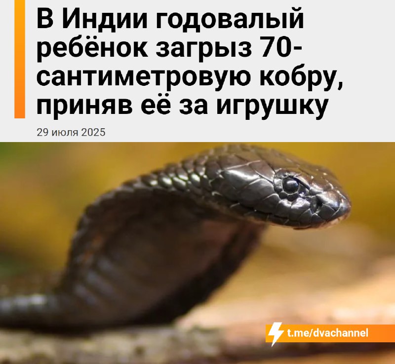В Индии годовалый ребёнок загрыз 70-сантиметровую кобру, приняв её за игрушку
Мальчик играл у себя