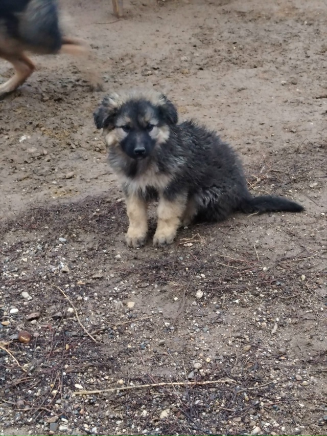 Отдам в добрые руки. Мальчик рождён 3 сентября 2025г. Мама...