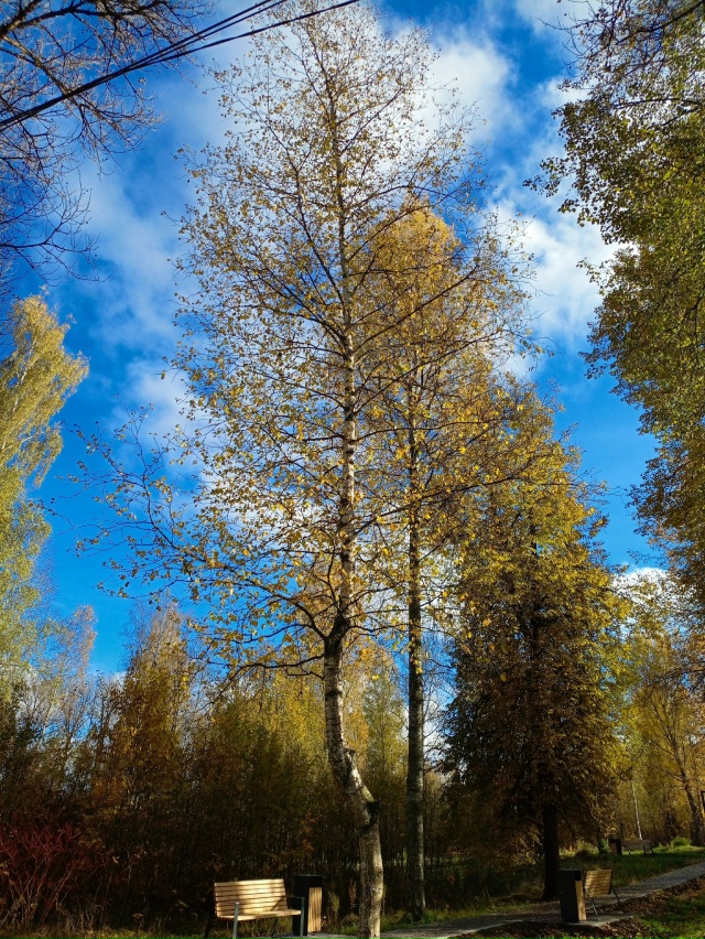 Золотая осень в парке ОЦБК в объективе [id139179875|Аля Емел?...