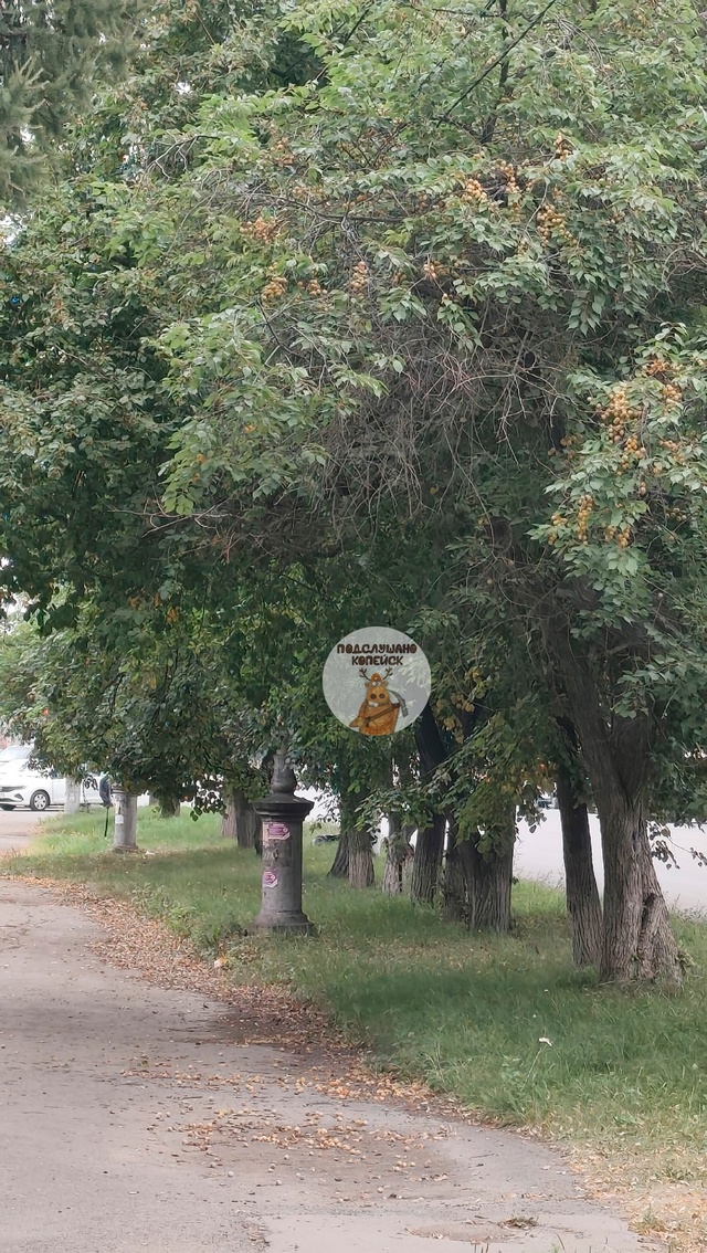 😍 В Копейске посыпались настоящие абрикосы — прямо с ...