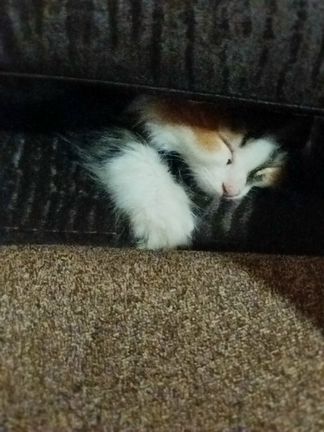 Пропала кошечка Бусинка трехцветная с ул мудрова Прос...