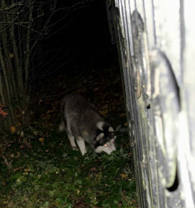 Хаски, дружелюбный кобель с ошейником, замечен сегодня...