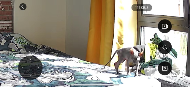 лыси попи Мизуки 🐈‍⬛
Всратость растет уверенная