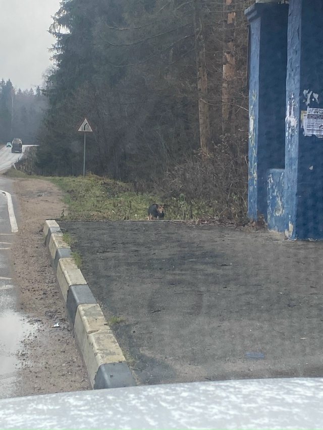 Доброго дня,три дня назад выбросили собаку из машины,в ...