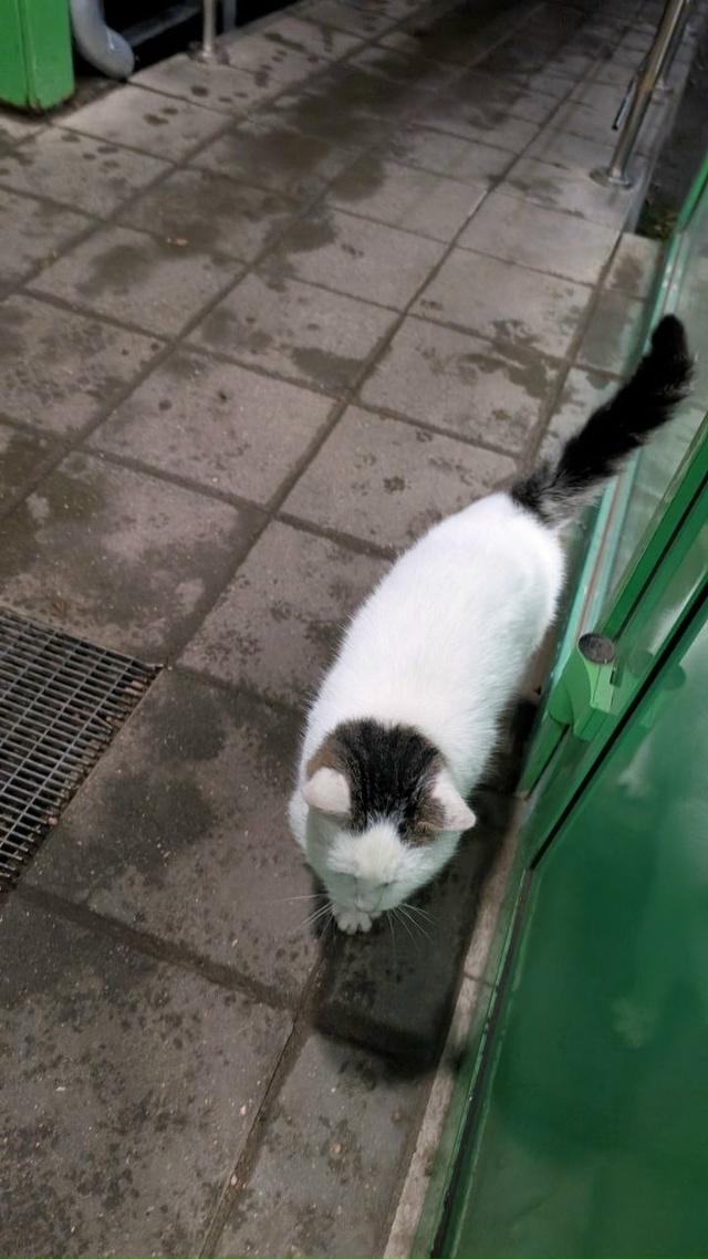 Анон. Чей котик? Бегает у магазина на Седова(пятёрочка).