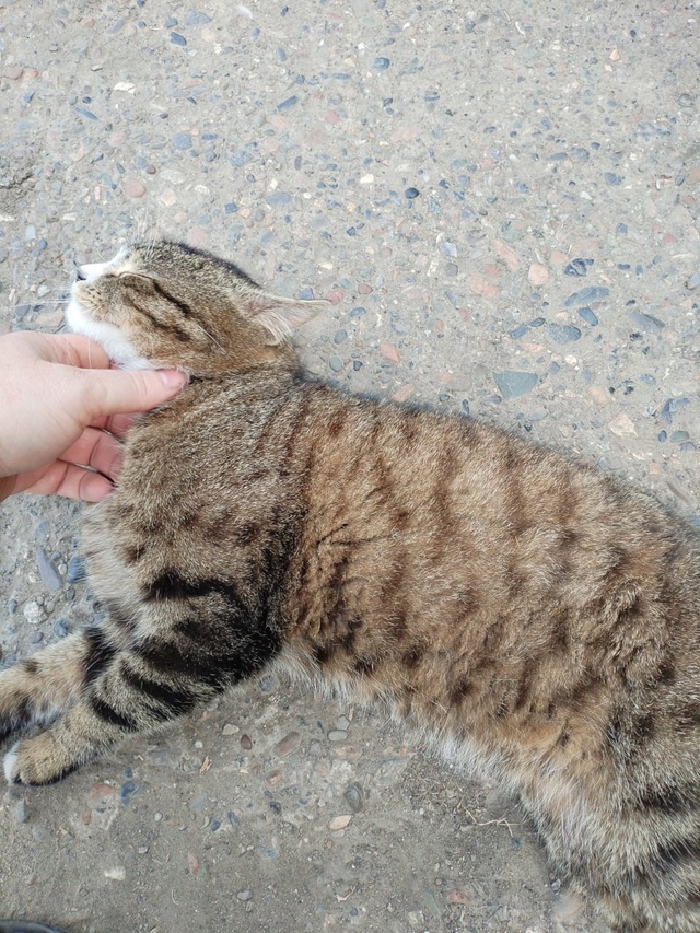 Когда приезжаешь в деревню, а тебя сходу встречает мес?...