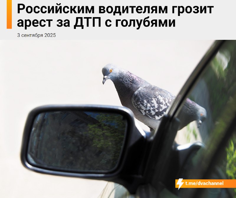 ‼️Россиян начнут сажать в тюрьму и лишать прав за ДТП с… голубями, предупредили юристы
Если водител