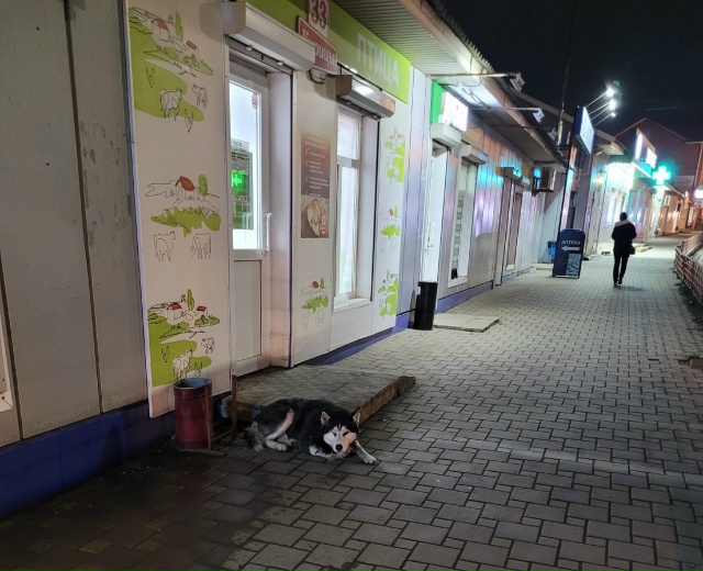 Чей потеряшка,хаски с разными глазами,на Горького