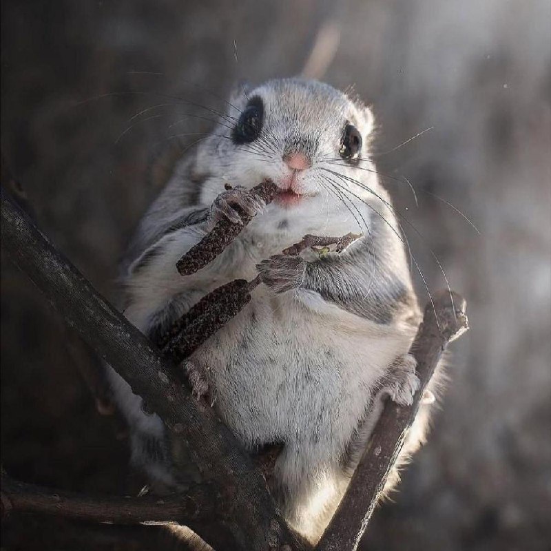 Милота дня: фотографу удалось заснять сибирскую белку-летягу.
Обычно скрытное животное выбралось и