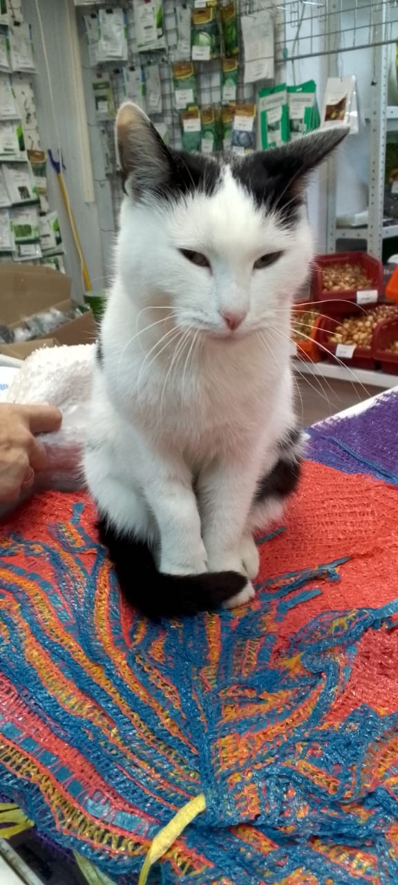 Кто кошку украл? Принесите назад , или скажите кто забр?...