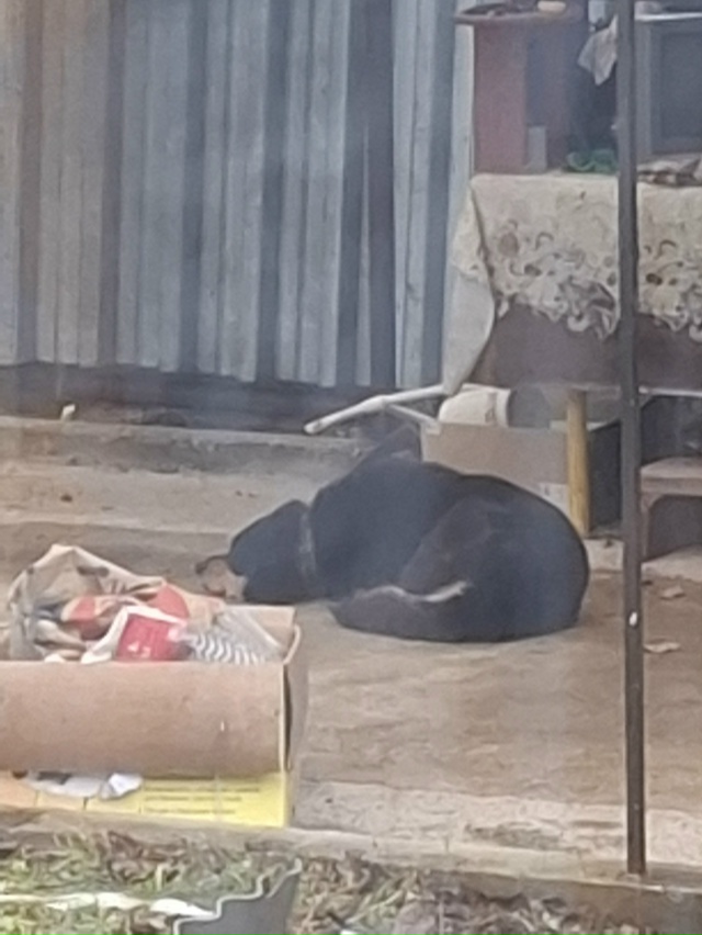 Прибился пёс с ошейником.
Может убежал у кого?!