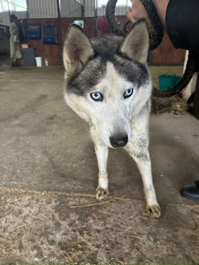 Прибилась собака на Ропшинском шоссе
Девочка, чипа не?...