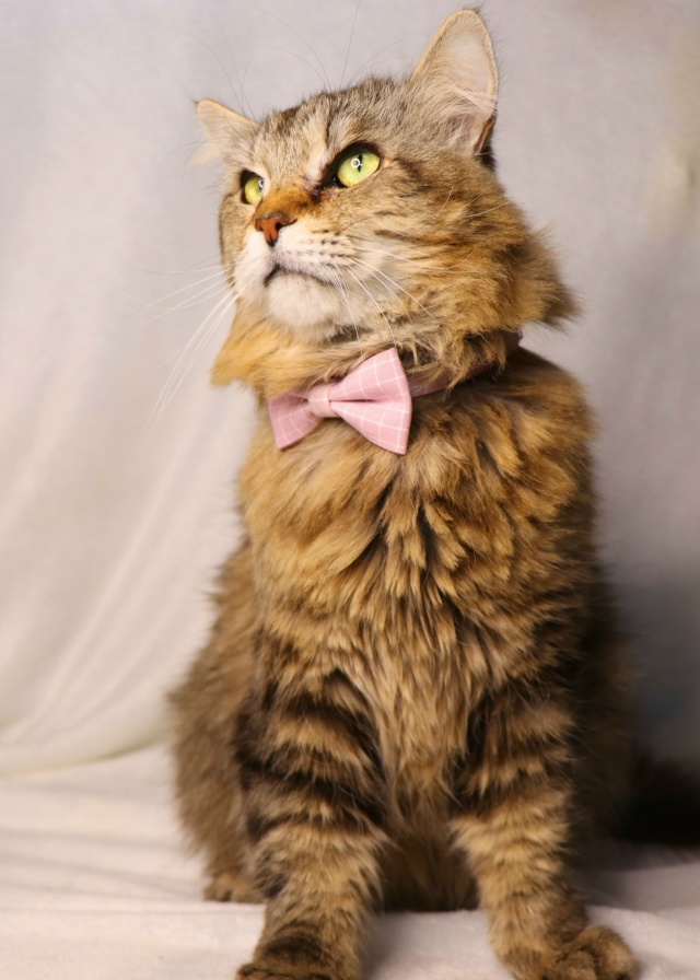 ⭐️Раф⭐️
Рафаэль - весьма харизматичный кот. Крупны?...