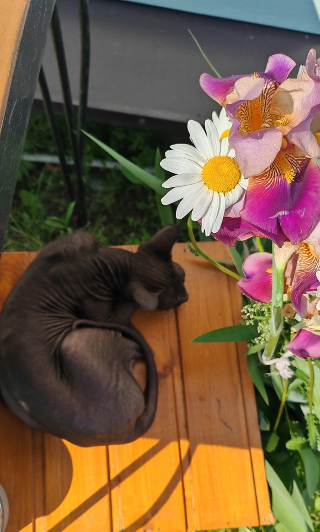 Люша наслаждается тёплой погодой🐈‍⬛🌞