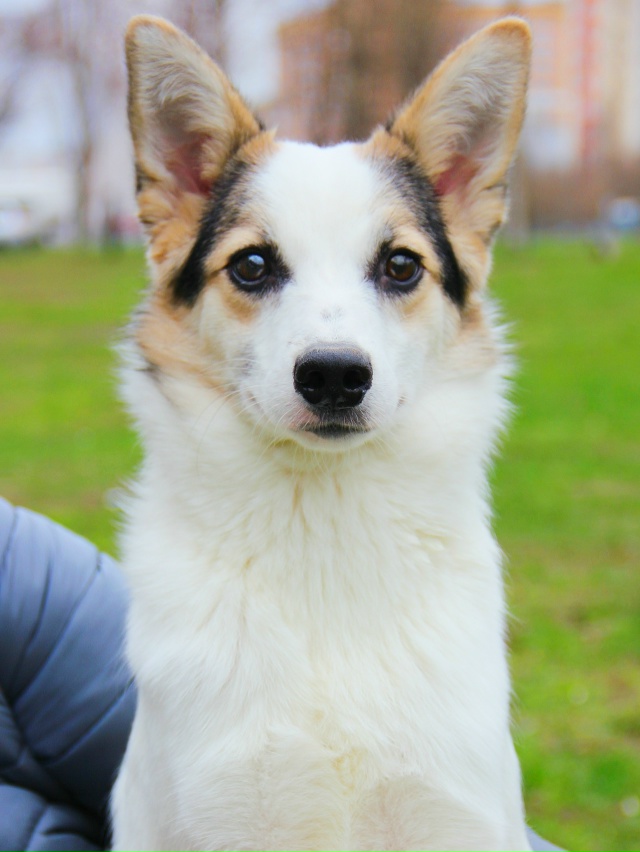Миленькая и небольшая Туна срочно ищет любящую семью!??...