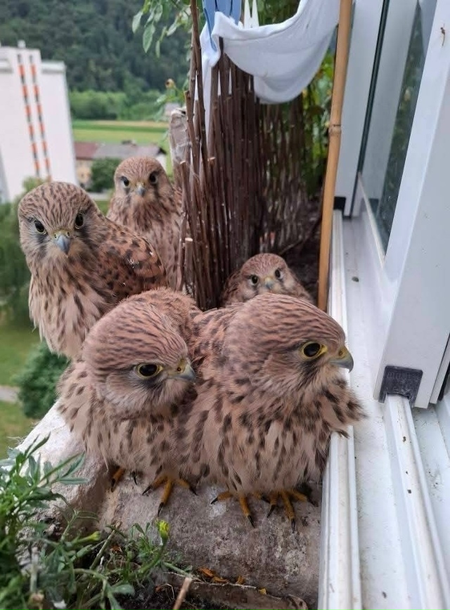 Целое семейство выросло