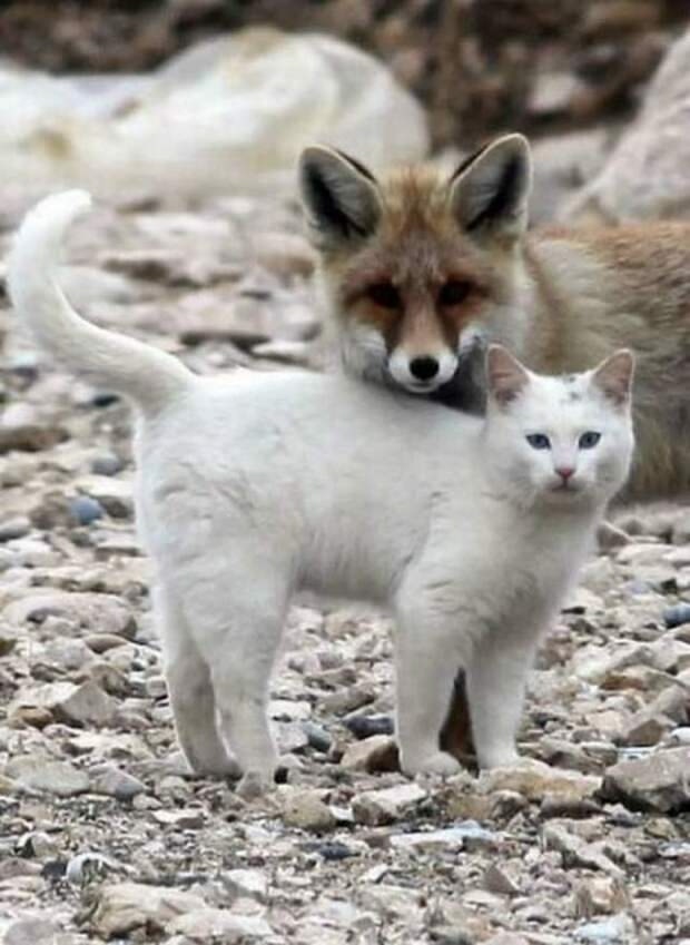 Все любят кошек!❤