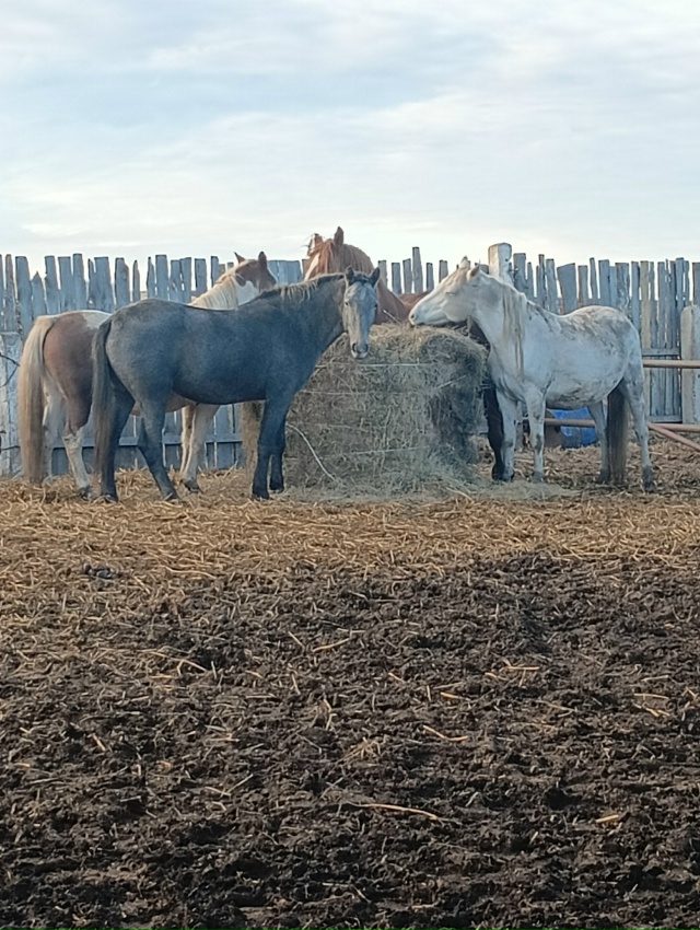 Продам лошадей. Все вопросы по тел 89010962315