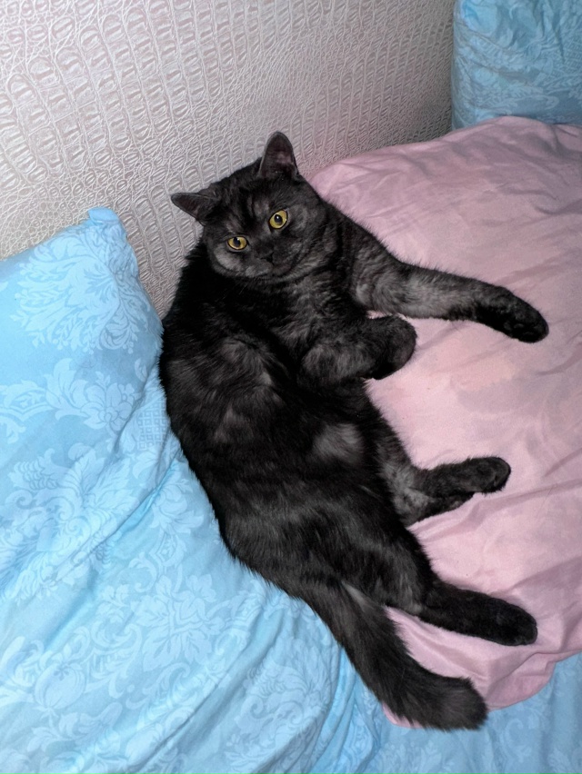 Потерялся 🐈⬛ кот. Может кто видел или приютил к себе...