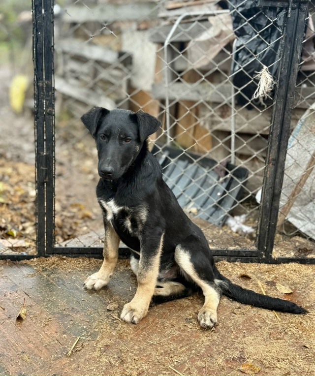 Нужен дом для классных парней.
Никто не захотел помочь ...