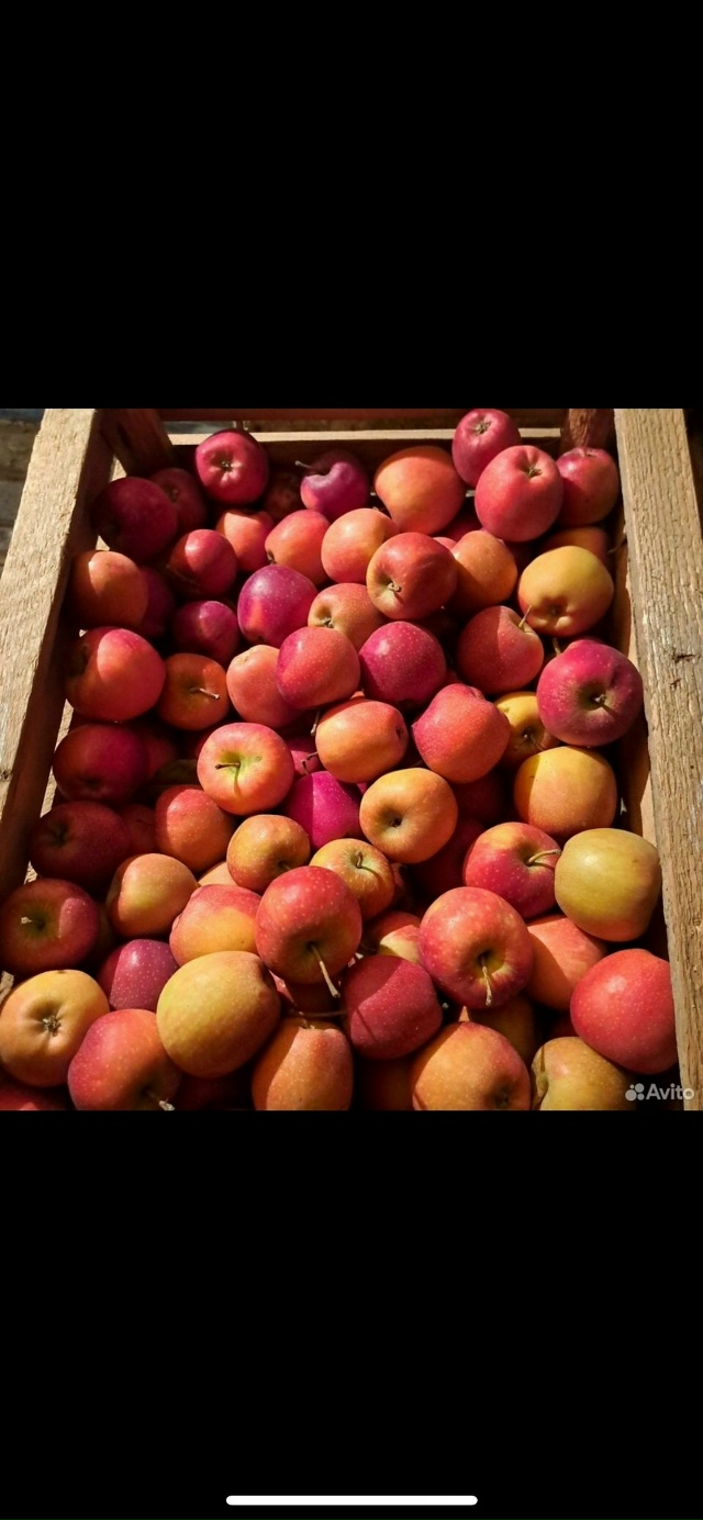 Продаю яблоки сорт Голден и Делишес.Мягкие,сладкие, со?...