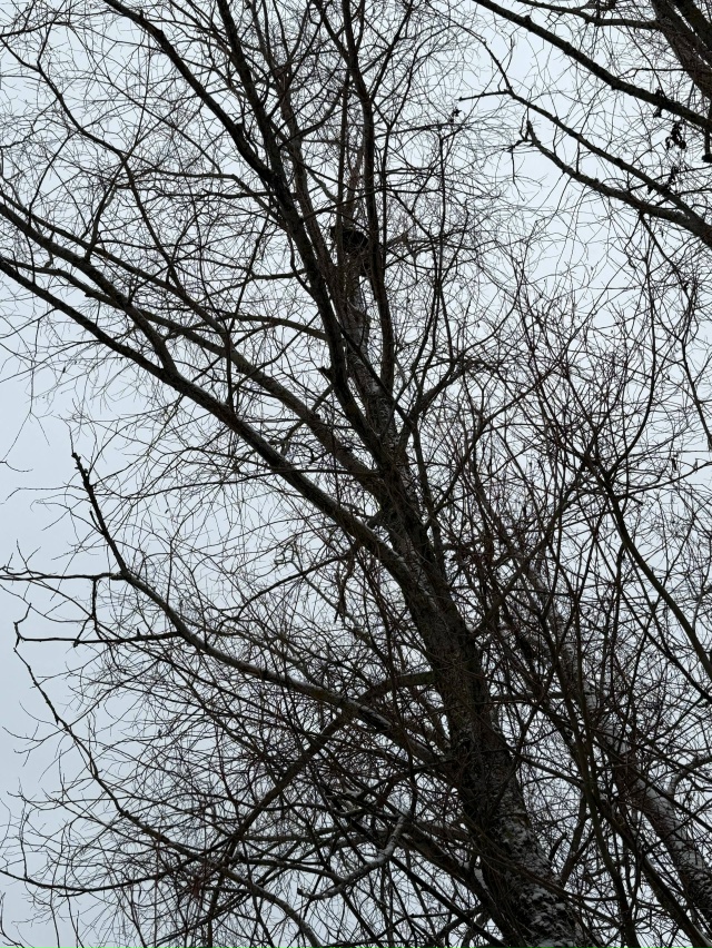 За кафе Зира на дереве с утра сидит кошечка, звонили в с...