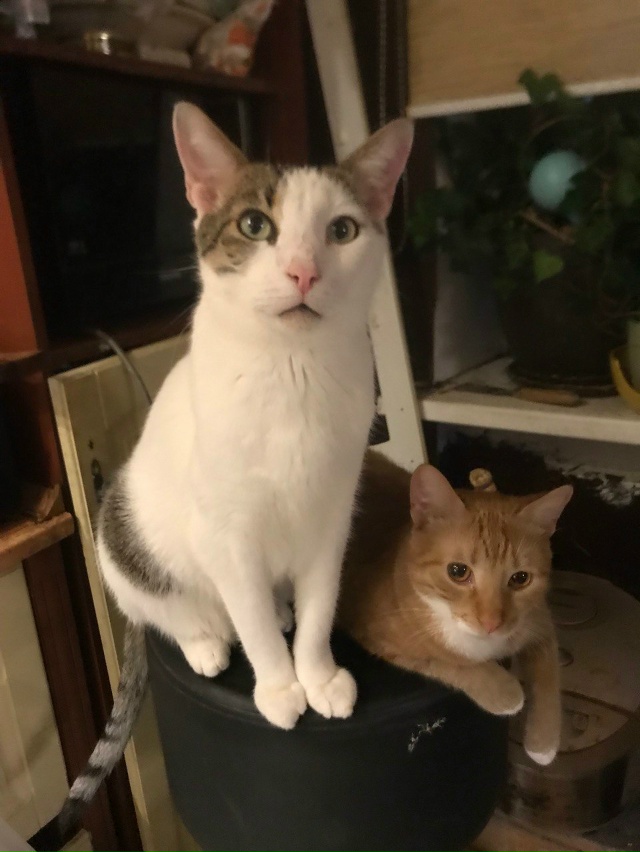 Батон … Бубик не в счет!!)