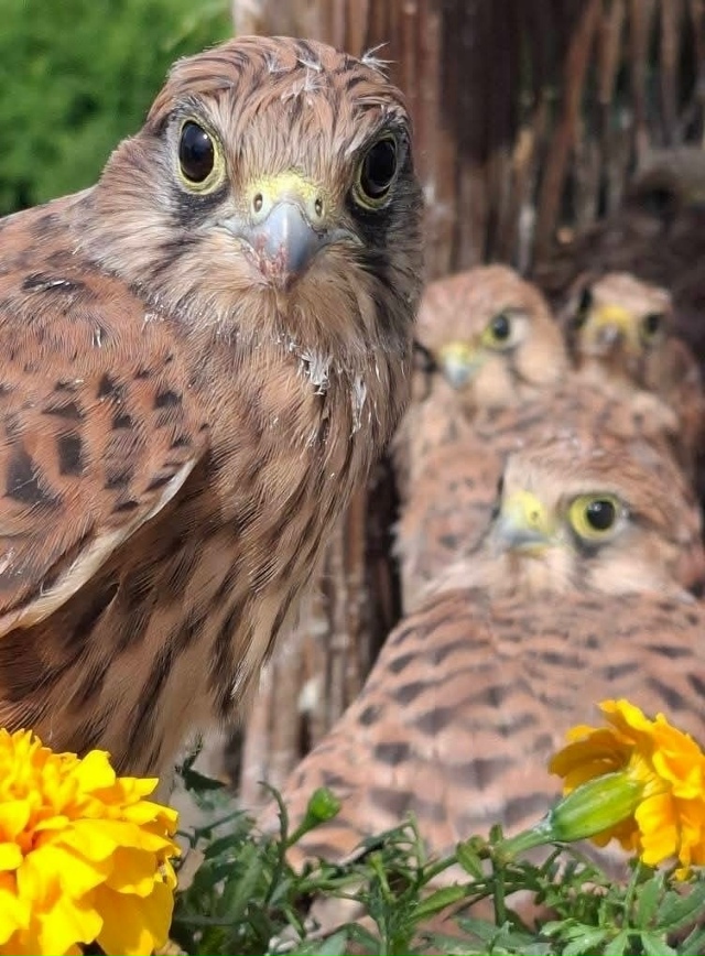 Целое семейство выросло