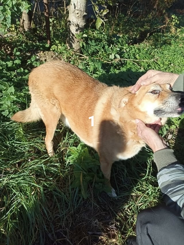 #ПотерялиНашлиПомогите
1 Здравствуйте, пропала собак?...